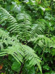 Image result for Pteris tripartita