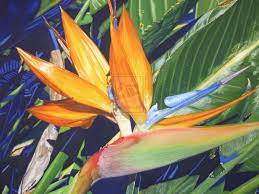 Paradise Bird Flowers By Riodream On Deviantart Flowers Bird Birds Of Paradise
