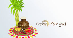 Festival 4 U Happy Pongal Whats App Status Facebook Sms Quot Happy Pongal Happy Pongal Wishes Sankranthi Wishes