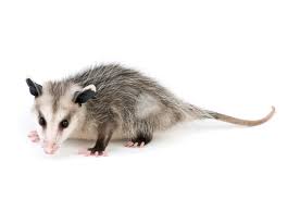 Bird baths also bring animals to you garden and good access to water is essential for all animals. Possums As Pets General Guidelines And Tips