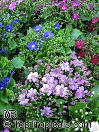 Image result for Pericallis