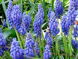 A seconda del monitor e delle sue impostazioni, le sfumature di colori diversi potrebbero essere. Fiore Blu Spiga Selvatico Pruno Selvatico Fiorito Pruno Fiori Botanica
