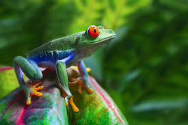 Check spelling or type a new query. Land Biomes Tropical Rainforests