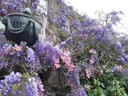 Described here are the right practices to bring out the best in your clematis montana, a plant full. Wisteria And Clematis Montana