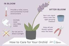 We did not find results for: How To Care For Orchids