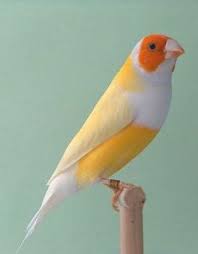 371 Best Cute Animals Images Cute Animals Animals Animals Beautiful