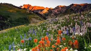 If you are wondering how long wildflowers take to grow, expect wildflower seeds to behave very differently from the seeds of cultivated plants though. Do Wildflower Seeds Grow If I Throw Them On The Ground