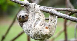 You Wouldn T Believe It If You Saw One But Sloths Really Are Excellent Swimmers They Use Their Long Arms To Pull Themselve Sloth Facts Sloth Three Toed Sloth