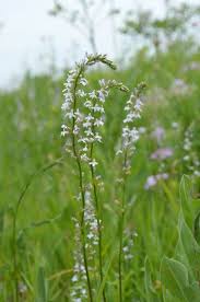Image result for Lobelia lobata