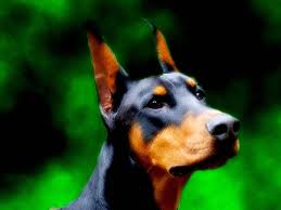 Husky Dug In The Snow Animals Hd Wallpapers Doberman Dug The Dog Doberman Pinscher Dog