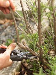 What To Prune When In Your Garden For The Healthiest Plants Plants Lawn And Garden Trees And Shrubs