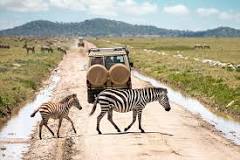 Choosing Your Tanzania Safari | Freedom Destinations