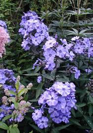 Plants Kiftsgate Court Gardens Plants Border Plants Perennial Garden