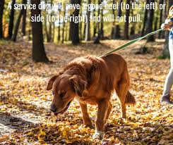 In recent years, there has been a significant increase in the number of assistance animals turning up in public places, helping their handlers who suffer from a wide variety of disabilities and afflictions. How To Spot A Fake Service Dog It S Me Laura Lee