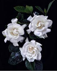 Gardenia Flower Gardenia Gardenia Bouquet Red Gardenia Wholesale Fresh Flowers Wholesale Flowers Flowers