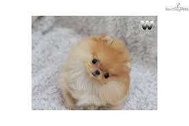 Black And Brown Pomeranian Puppies For Sale Pomeranian Puppy For Sale One In A Million Teacup Orange Pom Toto 3476a795 9721 Pomeranian Puppy For Sale Teacup Pomeranian Pomeranian