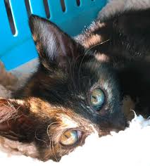 Pin By Silo On Chaton Trop Mignon In 2020 Animals Cats