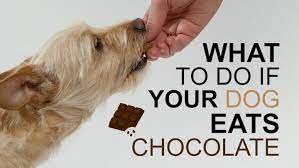 We did not find results for: What To Do If Your Dog Eats Chocolate And Why Exactly It Is Dangerous Surrey Live
