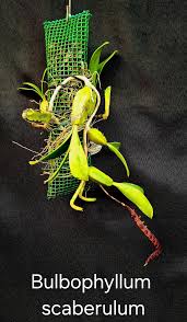 Image result for Bulbophyllum scaberulum
