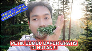PETIK BUMBU DAPUR GRATIS DI HUTAN !! DAN TENGOK ASPARAGUS LIAR !!