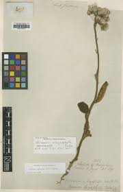 Image result for Vernonia karaguensis