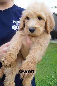 Available Puppies Cockapoo Dog Goldendoodle Adoption Goldendoodle Puppy