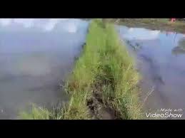 Menombak ikan di sungai di malam hari memang lebih enak dibanding memanah ikan di siang hari, karena ikannya jinak dan. Beginilah Cara Menuba Ikan Di Sungai Youtube