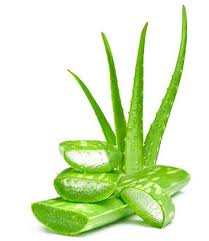 Image result for Aloe vera