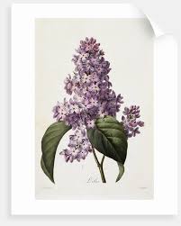 I, too, dread this apparatus. Lilacs Posters Prints By Pierre Joseph Redoute
