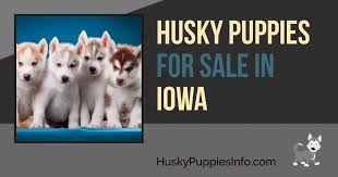 Our puppies come from excellent bloodlines without any health issues. Siberian Husky Puppies For Sale And Breeders In Iowa Ia