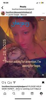 Cute dachshund puppy with scruff around neck