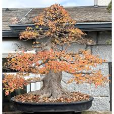 Image result for Acer buergerianum