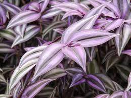 Vivaio specializzato nella vendita online di piante mediterranee da rinvaso per la casa e piante per il giardino. Piante Da Appartamento Eccone Tre Dalle Foglie Colorate One Giardinaggio