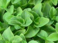 Image result for Dicliptera transvaalensis