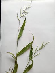 Image result for Urochloa panicoides