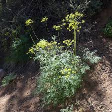 Image result for Afroligusticum