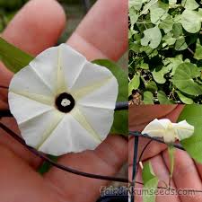 Image result for Ipomoea obscura