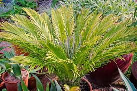 Image result for Cycas