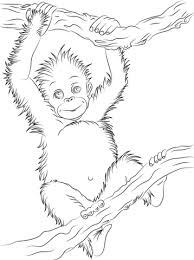 Cute Baby Orangutan Coloring Page From Orangutans Category Select From 27007 Printable Crafts Of Ca Animal Coloring Pages Cartoon Coloring Pages Panda Artwork