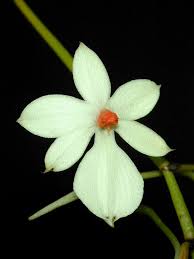 Image result for Aerangis