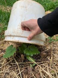 How to save flowers from frost. Late Spring Freeze How To Protect Your Summer Plants For The Backyard Grower Organic Growers School