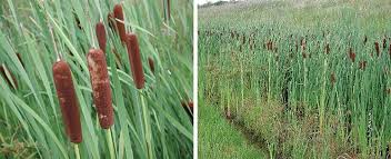 At our avalon mall location in addition to shopping you can enrol in one of our popular succulent classes. Cattails Weed Id Guide The Pond Guy