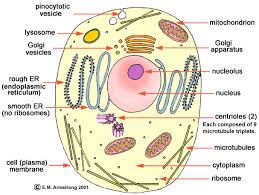 Eukaryotic cells are those cells which have clearly defined nuclei.�golgi apparatus function inside the cell golgi apparatus is in the cytoplasm succeeding to the endoplasmic reticulum and the proteoglycans are those molecules that are present in the extracellular matrix of the animal cells. Lab Manual Exercise 1a