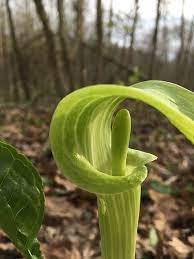 Arisaema triphyllum is a perennial member of the arisaema genus in the family araceae. Arisaema Triphyllum Wikiwand