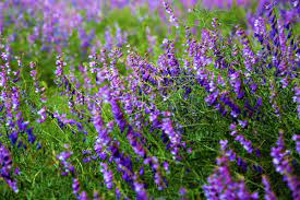 صورة عالية الدقة خالية من زهرة الربيع الطبيعة الأرجواني ملونة جميلة خضراء الأعشاب plants photo