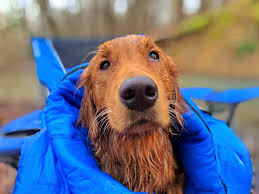 Golden retriever puppies arkansas adoption. Arkansas Golden Retriever Puppies For Sale