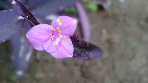 Image result for Commelina purpurea