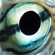 Animal Eyes 2 By Suren Manvelyan Via Behance Eye Close Up Animal Close Up Reptile Eye