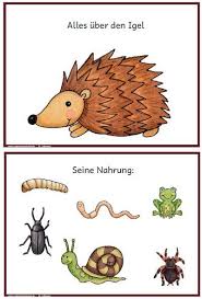 Igel Buch Informationen Information Alle Facher Sachkunde Lernrn Malen Lilli E Alle Buch Fac Igel Herbst Im Kindergarten Projekte Im Kindergarten