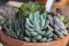 What Is A Succulent Plant